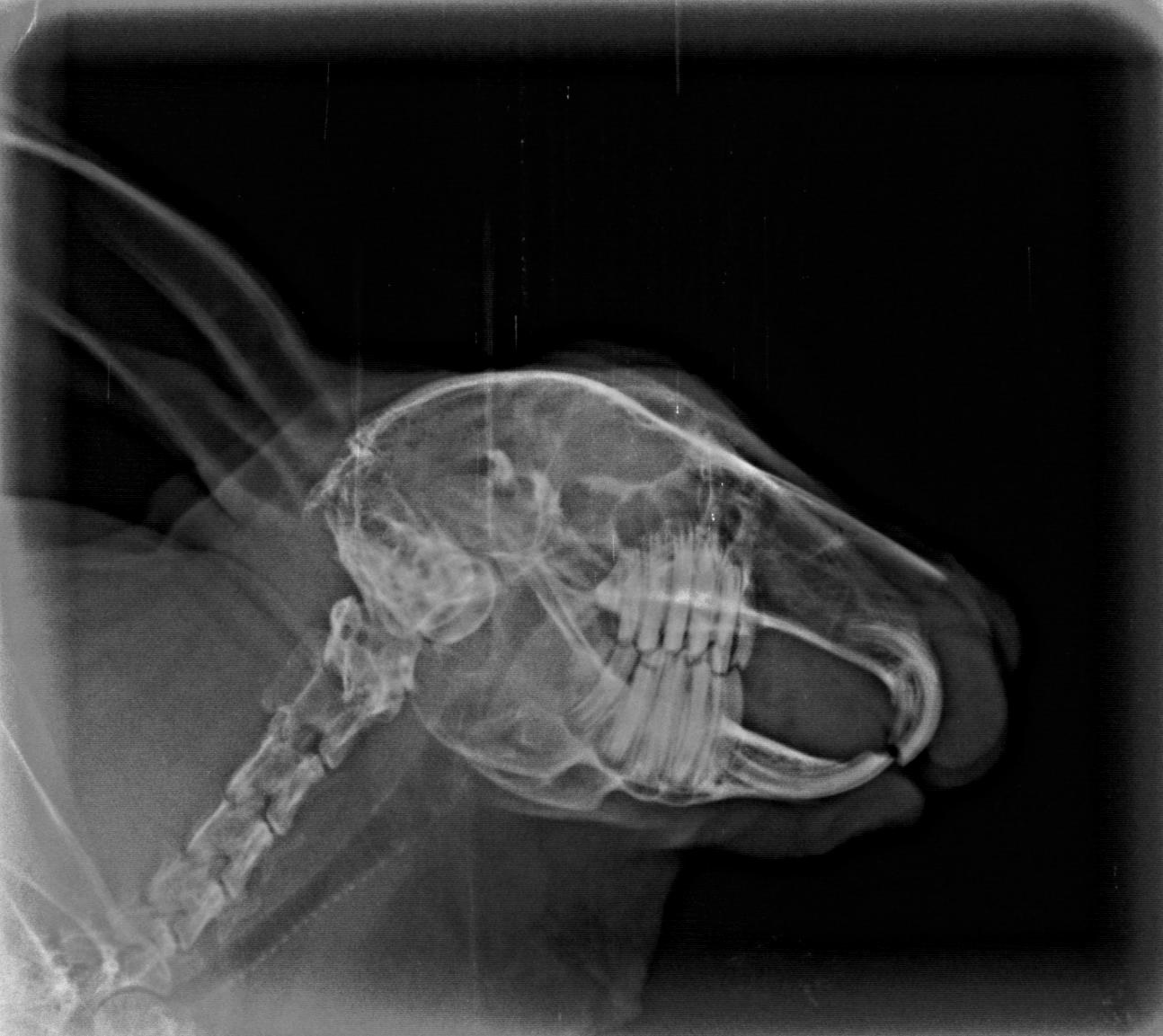 Bildgebung